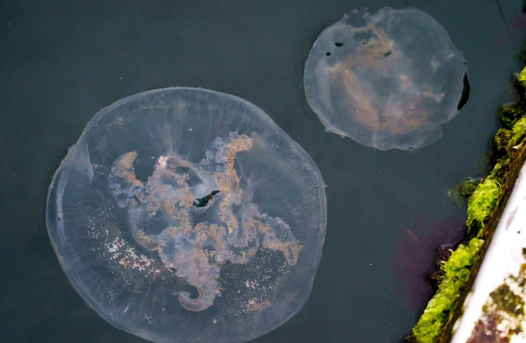 Zwei Quallen schwimmen an einem Bootssteg an der Kieler Förde.