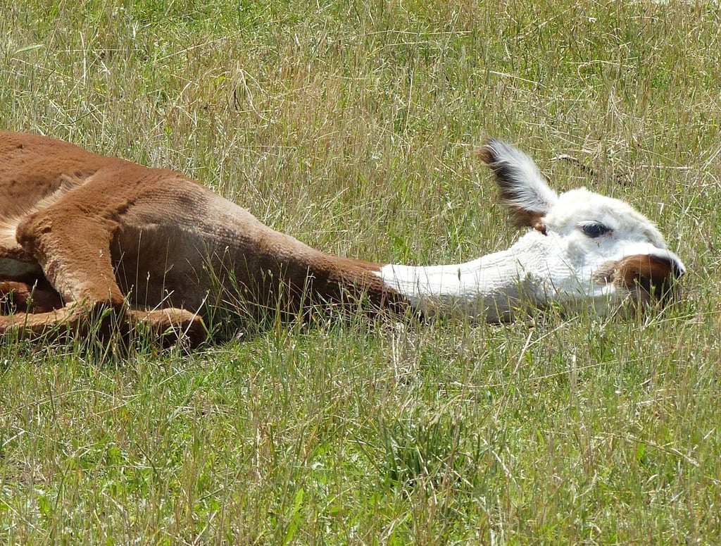Alpaka Bob lässt sich nicht aus der Ruhe bringen. Das ruhige Gemüt der Tiere springt auf die Besucher über.