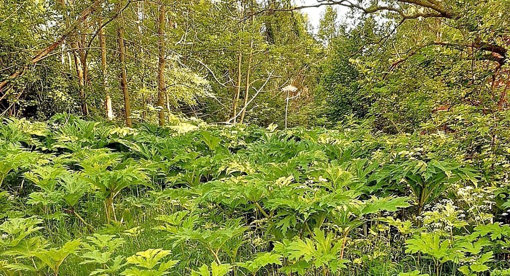 Trügerische Idylle: Der Riesenbärenklau breitet sich im Harz immer weiter aus. Unter anderem im sogenannten "Dschungel" zwischen Wernigerode und Silstedt.