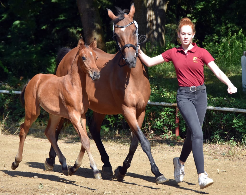Temperamentvoll zeigt sich das Kleine Deutsche Reitpferd namens Melodie an der Seite seiner Mutter Marloe. Geführt werden die Pferde von der 15-jährigen Hendrikje Arsene aus Bahrdorf. Ihre neunjährige Schwester Jette ist die Züchterin des Fohlens.