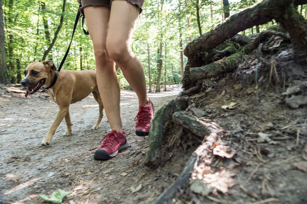 Bei Wanderungen mit dem Hund sollte man Kuhweiden und steile Pfade meiden, dafür aber regelmäßige Trinkpausen einplanen.