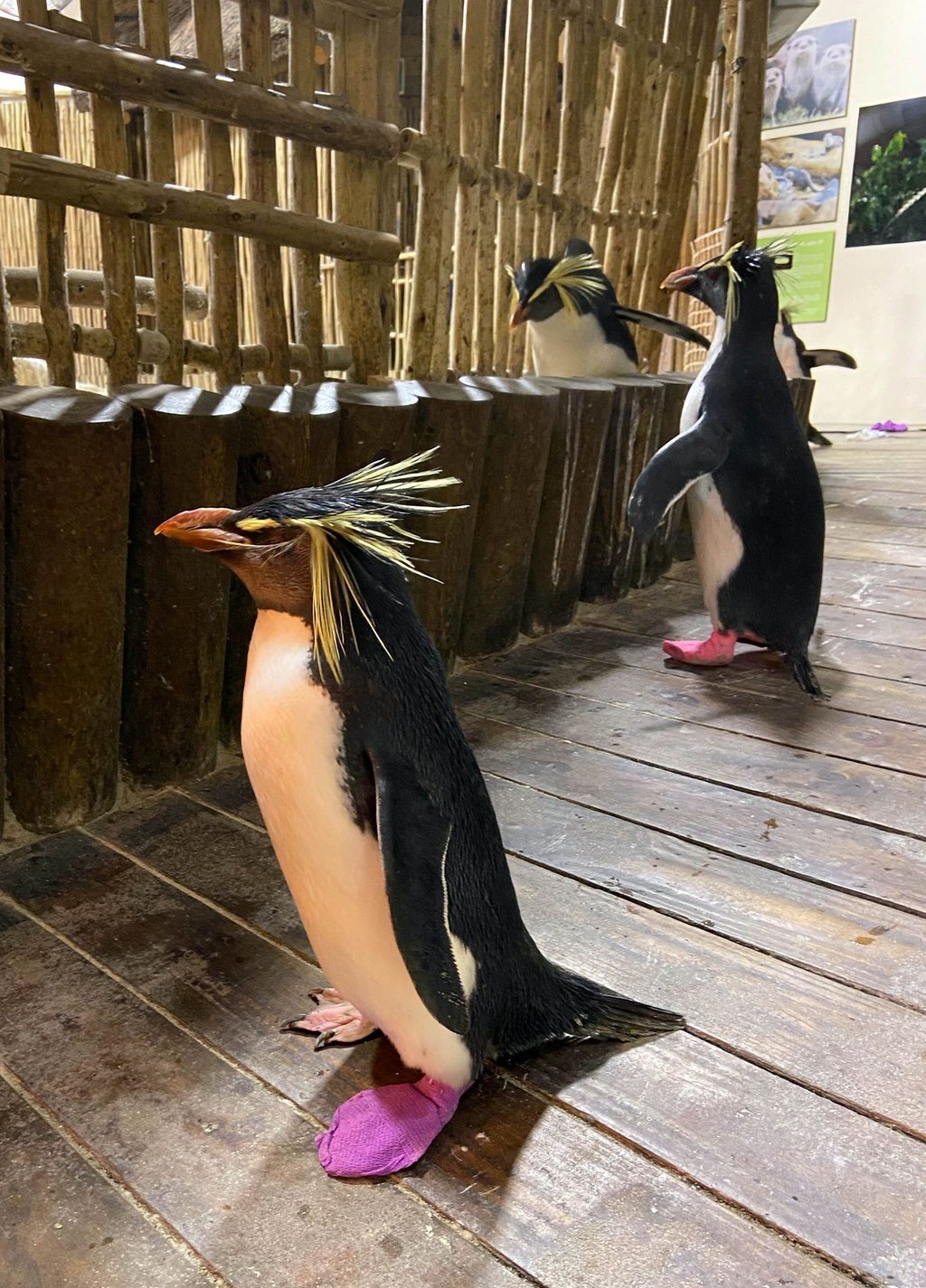 Felsenpinguin Teddy watschelt durch das Two Oceans Aquarium in Kapstadt.