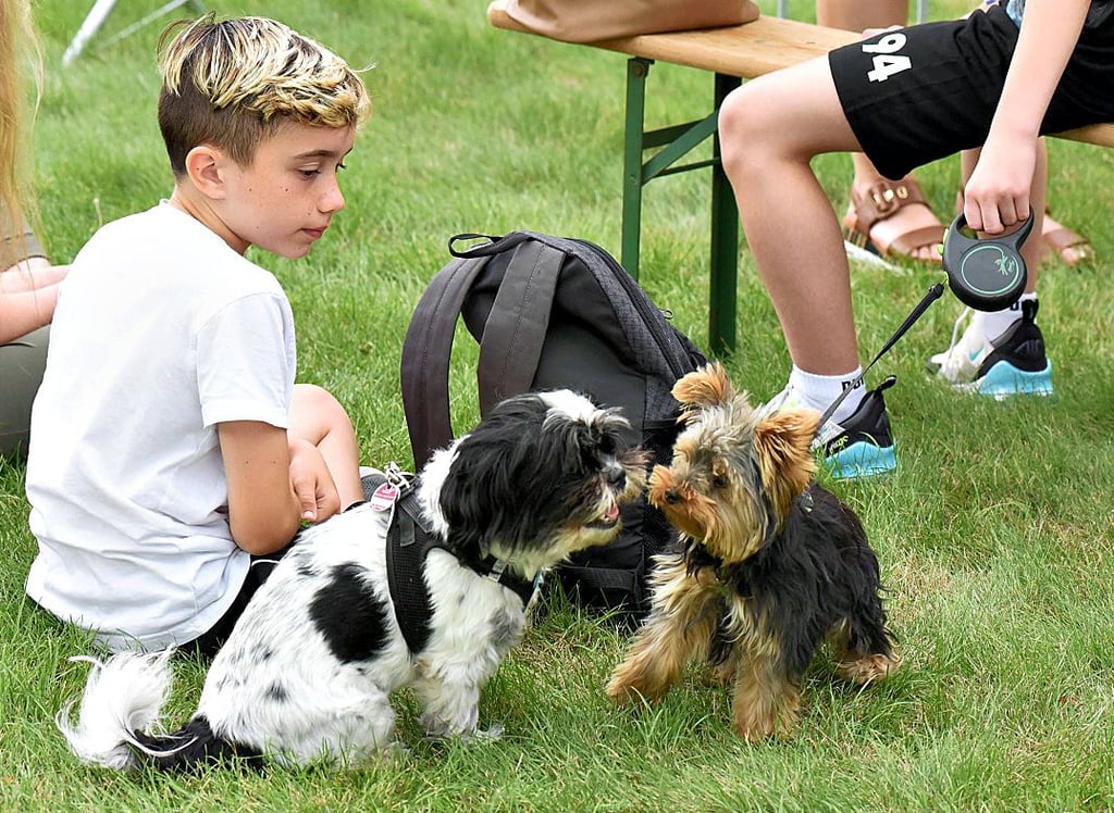 Am Rande des Ringreitjubiläums konnte man derartige putzige Szenen beobachten. Diese beiden kleinen Hunde beschnuppern sich, um Freundschaft zu schließen. Auch viele Leute besuchten die Veranstaltung, die nach langer Zeit Open Air stattfand.