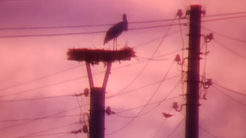 Das Storchennest über dem Maulbeergarten als Silhouette im Abendrot, fotografiert durch ein Fernglas.