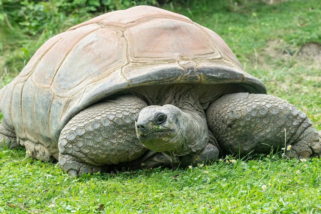 Die Seychellen-Riesenschildkröte Schurli. Sie ist am Sonntag im Tiergarten Schönbrunn gestorben.