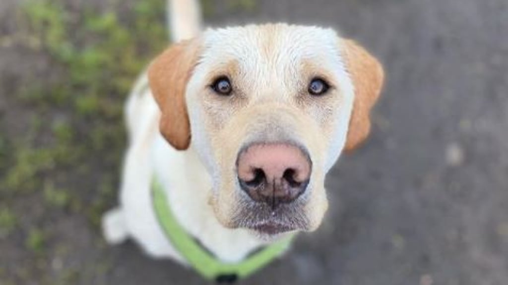 Seit einer Woche vermissen die jungen Besitzer aus Rheinland-Pfalz ihren 18-Monate alten Labrador Retriever: Marley wurde anscheinend entführt.