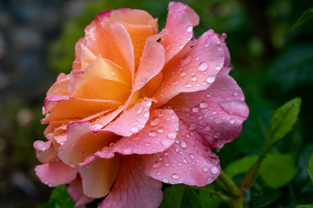 Symbolbild - Rose