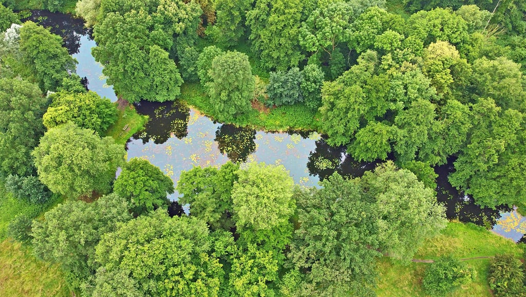 Die Gewässer im Schlosspark sollen entschlammt werden. Hier ein Blick auf den ?Tempelteich? und den ?Zuwachs?.
