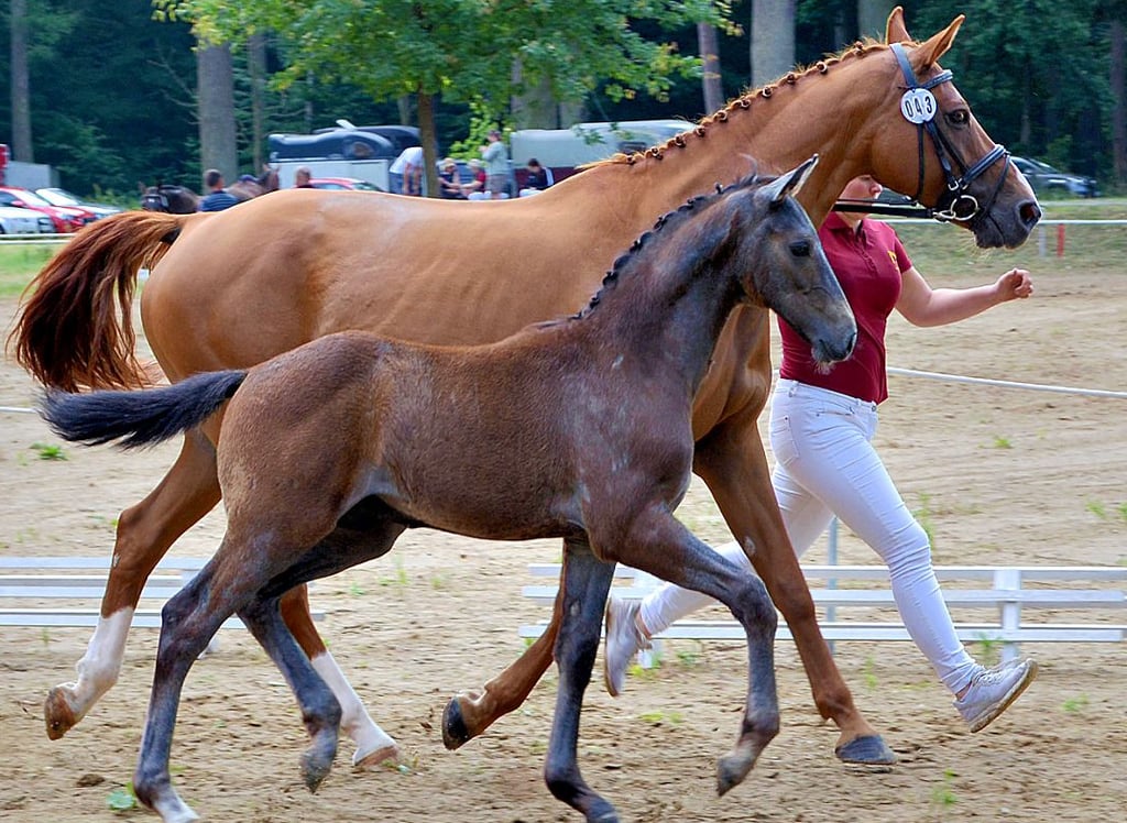Familie Zörnig aus Mieste züchtete dieses schicke Schimmel-Hengstfohlen, das sich fürs Championat qualifizierte.
