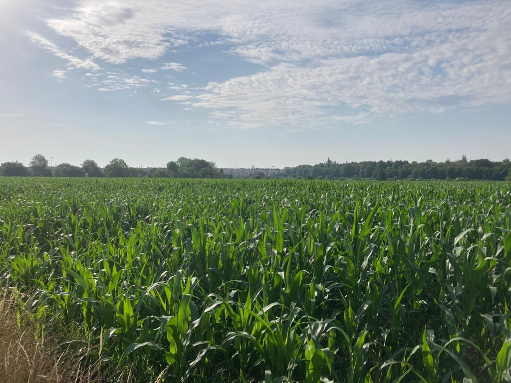 Das im Magdeburger Stadtteil Sudenburg für eine Wohnbebauung vorgesehene Areal wird derzeit als landwirtschaftliche Fläche genutzt.