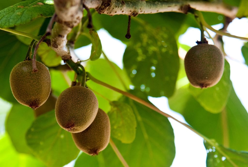 Die Früchte der Kiwi-Pflanze brauchen viel Wasser und Sonnenschein.