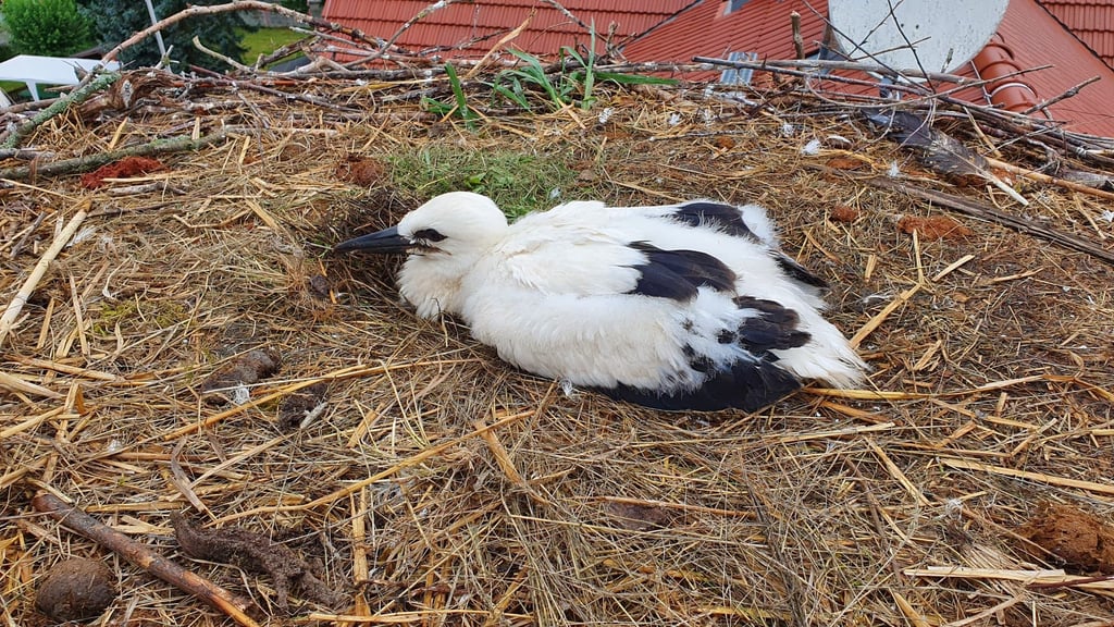 Der Storchennachwuchs in Plötzky hat den Namen Anke bekommen.