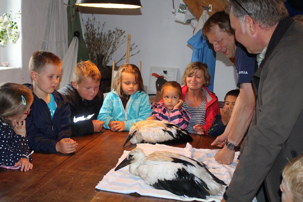 Stefan Fischer und Ingolf Todte von der Staatlichen Vogelschutzwarte Steckby zeigen den Sandmännchenkindern, wie Störche beringt werden.