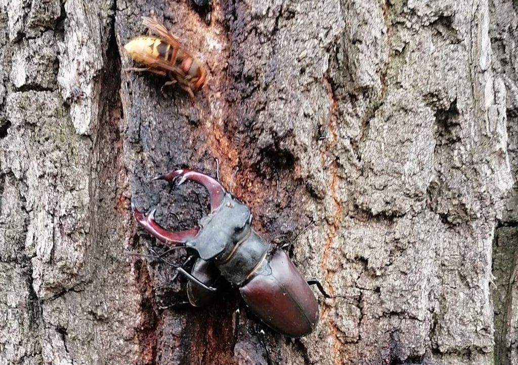 Ein Hirschkäfermännchen verweilt in Plötzky.