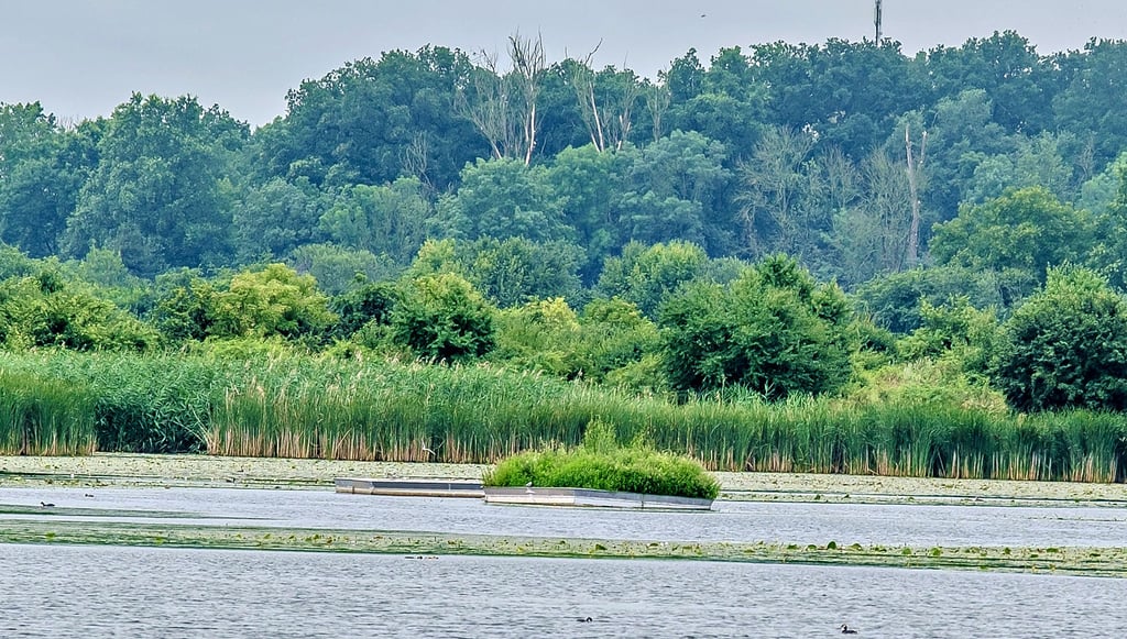 Zwei von vier künstlichen Brutinseln im südlichen Teil der Alten Elbe bei Klieken im Biosphärenreservat Mittelelbe