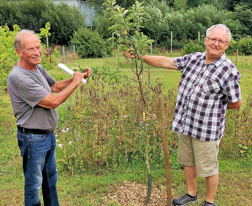 Eichengrund-Vorsitzender Carsten Falk (links) und Otto Weichsler zeigen mit Stolz die ersten Äpfel am Baum.