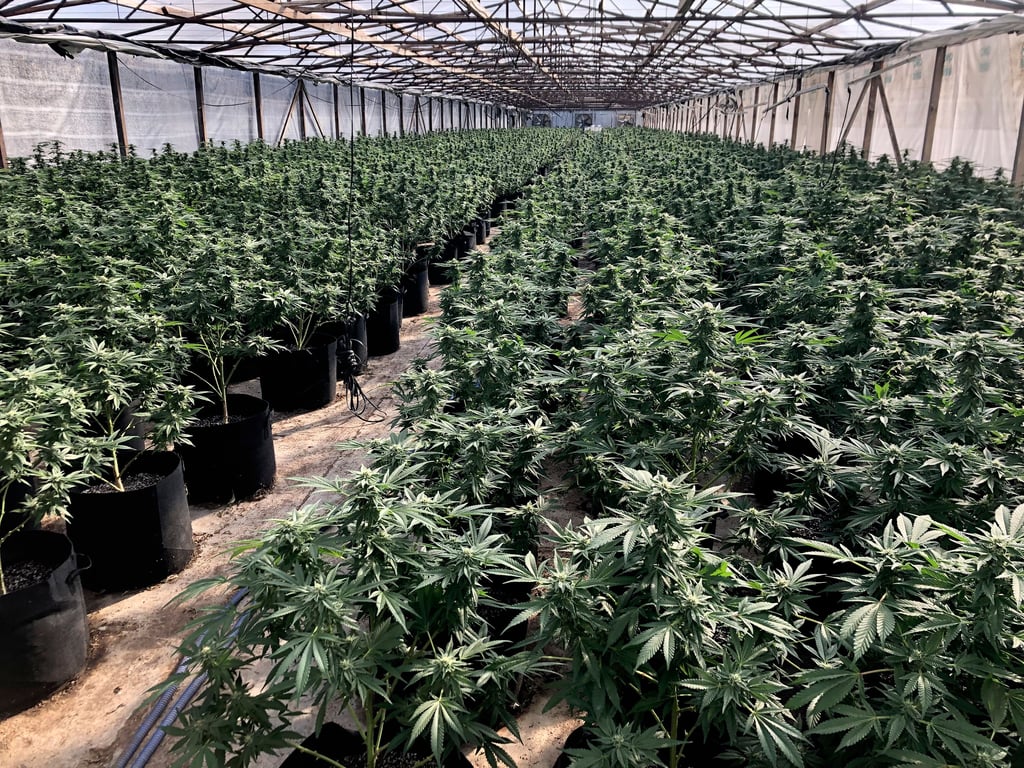 Eine derartig große Cannabisplantage wurde auch in einem Haus in Hecklingen gefunden.