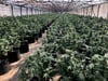Eine derartig große Cannabisplantage wurde auch in einem Haus in Hecklingen gefunden.