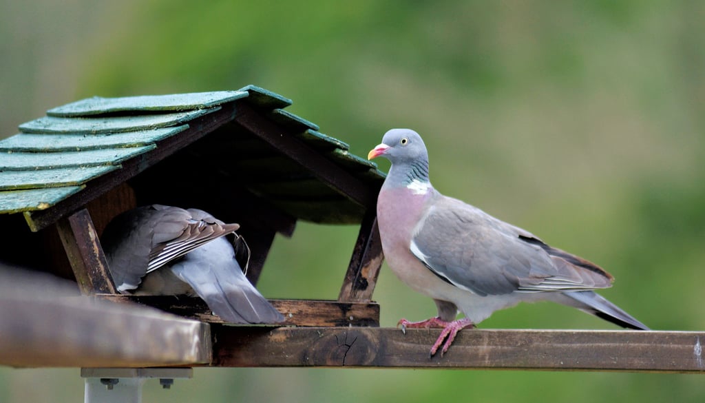 Anstehen am Vogelhäuschen in Barby.