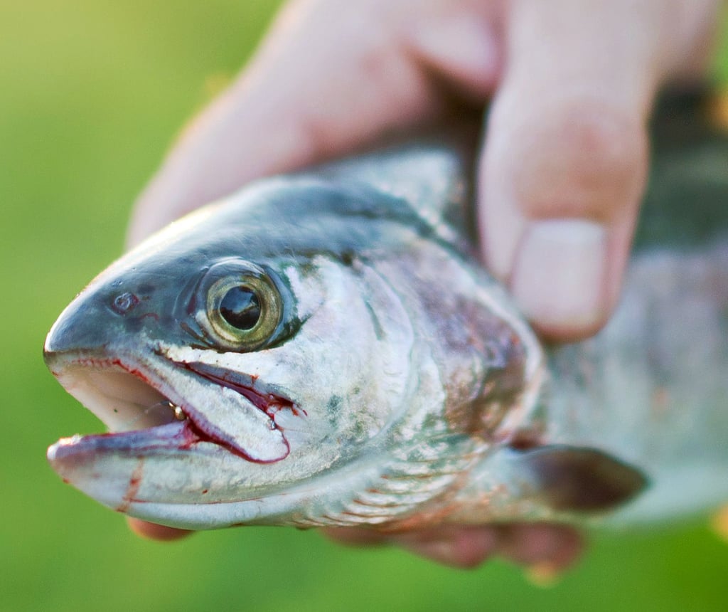 Eine wohl aus Dänemark eingetragene Fischseuche hat einen Betrieb im Salzland schwer getroffen. Angler sind gewarnt, auch für das Aussetzen von Lachsen und Regenbogenforellen.