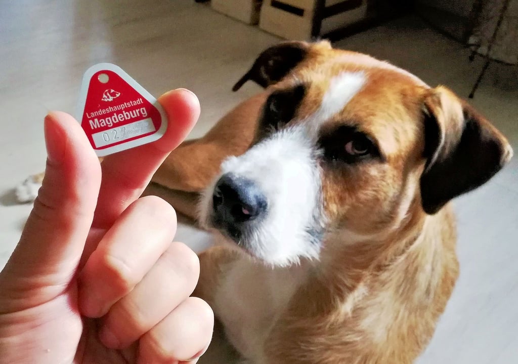 96 Euro Hundesteuer zahlen Halter in Magdeburg für ihren Ersthund. Stammt der Hund aus dem Tierheim, wird Haltern das erste Jahr erlassen. Sowohl jüngst die AfD als auch aktuell FDP/Tierschutzpartei fordern drei Jahre Steuerbefreiung.