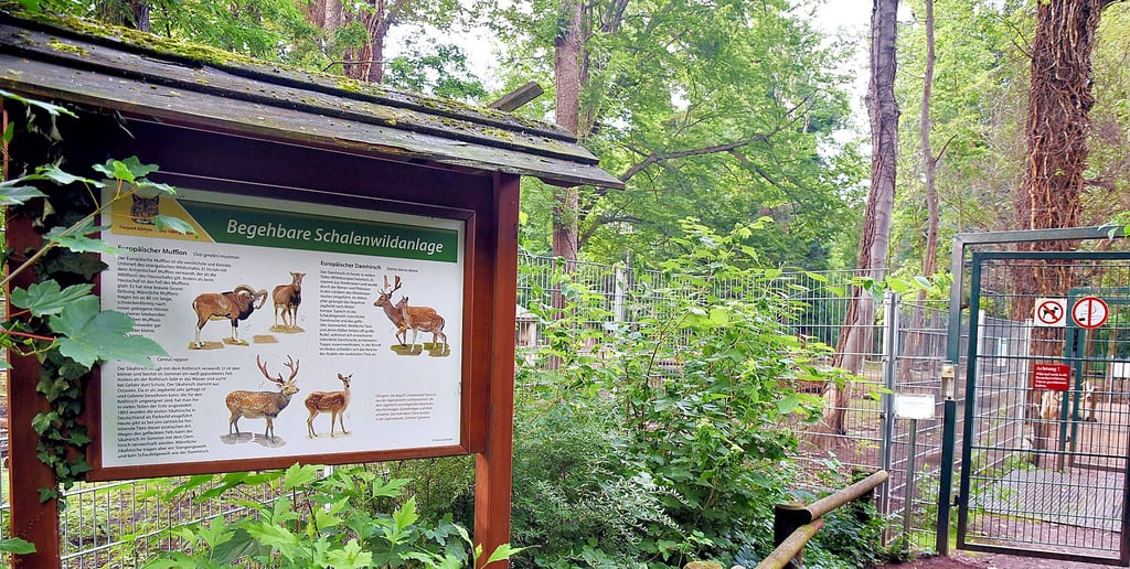 Im begehbaren Wildgehege des Köthener Tierparks wurde ein Mann von einem Mufflon angegriffen.
