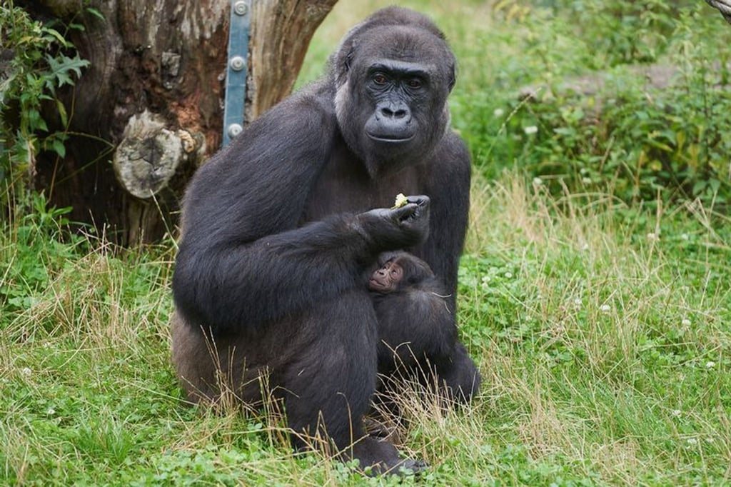 Gorillafrau „Muna“ kümmert sich fürsorglich um ihren Sohn.