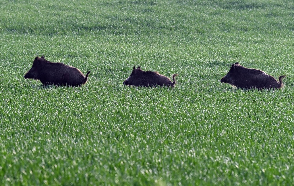 Drei Wildschweine rennen durch ein Getreidefeld.