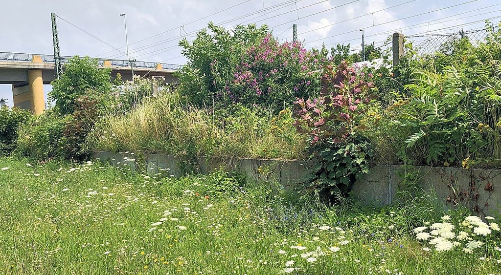 Blühwiese vor der Straßenbrücke auf dem Weg zum Hauptbahnhof
