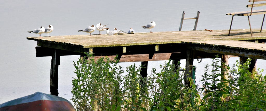 Wasservögel nutzen gerne Stege, um sich auszuruhen. Die Tiere gehören fest zum Arendsee, einige Arten machen sich aber zunehmend rar.