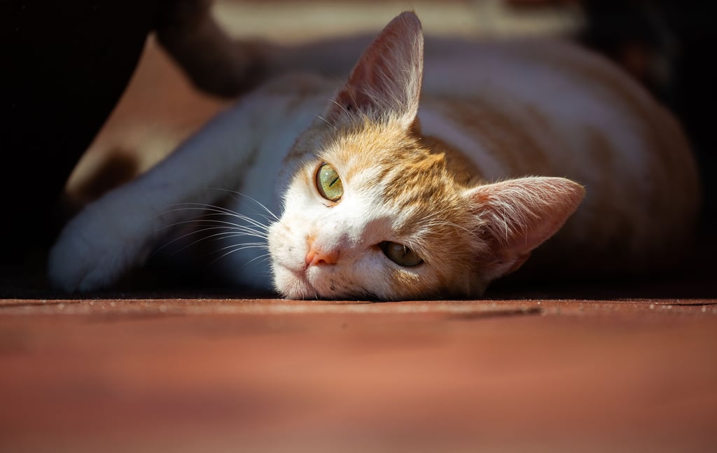 Haben Katzen in Haldensleben für einen Feueralarm gesorgt?