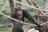 Seit dem Ausbruch zweier Schimpansen aus dem Außengehege im September 2019 sind die Außenanlagen des Menschenaffenhauses gesperrt. Die Tiere sitzen seither im Haus fest. Bis 2023 will der Magdeburger Zoo ein neues Außengehege mit neuen Sicherheitsanlagen errichten.