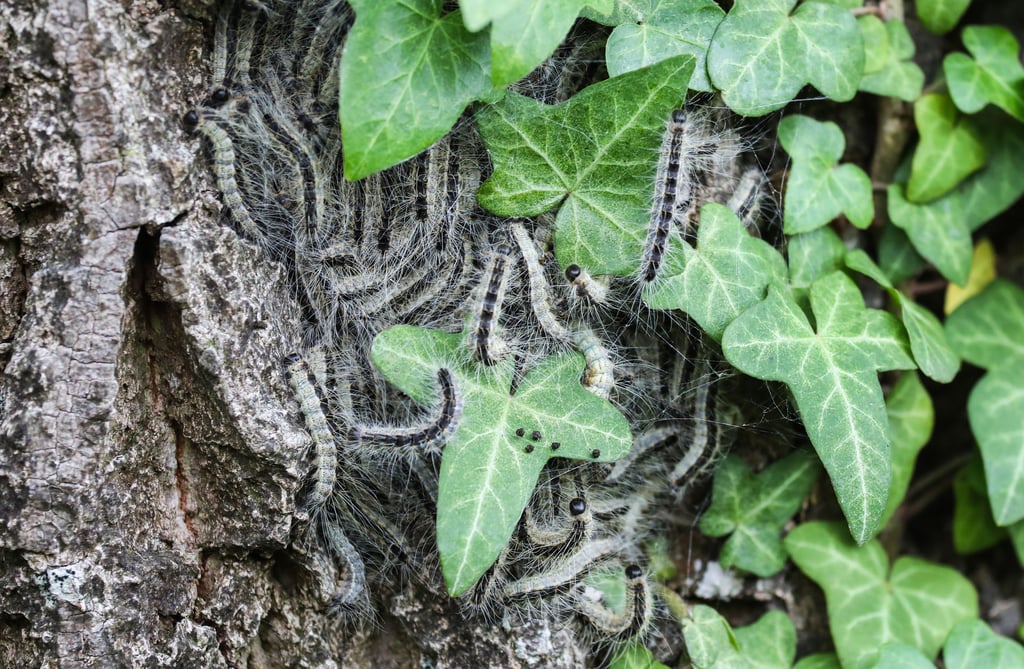Die Brennhaare des Eichenprozessionsspinners lösen Allergien und Hautreizungen aus.