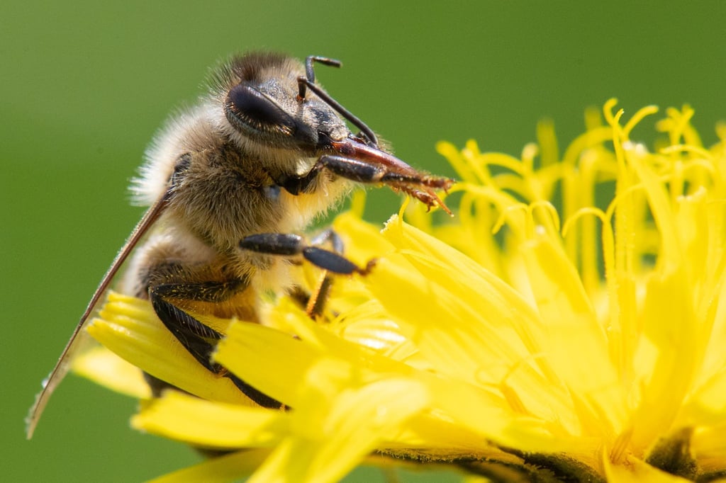 Der Einsatz von Pestiziden in der Landwirtschaft wird zum Schutz bedrohter Insekten weiter eingeschränkt.