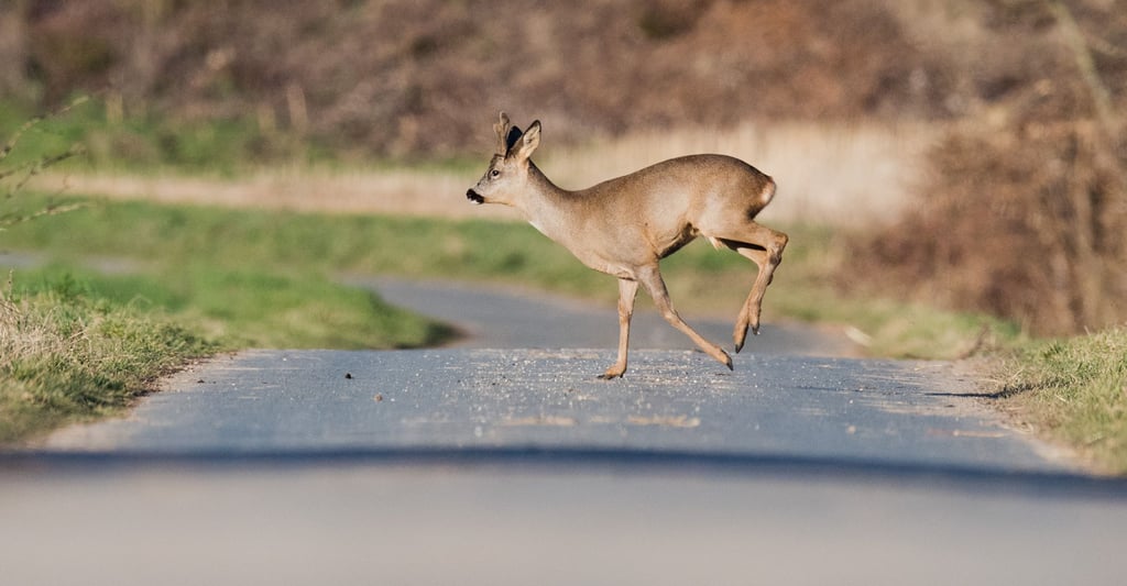 Ohne ihre Umwelt wahrzunehmen, laufen Rehe in der Paarungszeit über die Straßen- Gefährlich für Autofahrer.