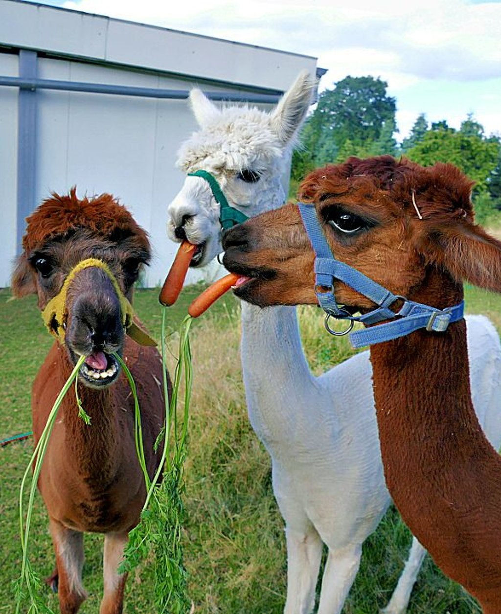 Das Alpaka-Trio futtert Leckerlis.