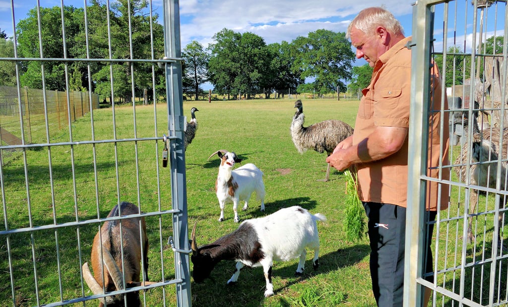 Fütterungszeit im Tierpark von Klossa. Wenn Wilfried Globig mit frischen Möhren zum Gehege kommt, gibt es kein Halten mehr.