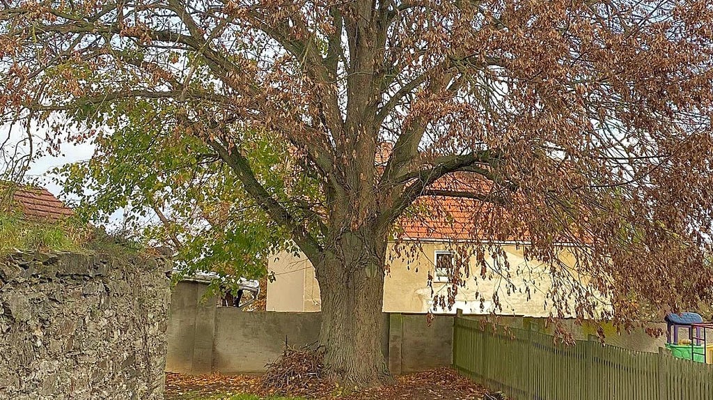 Die beschädigte Linde in Abberode