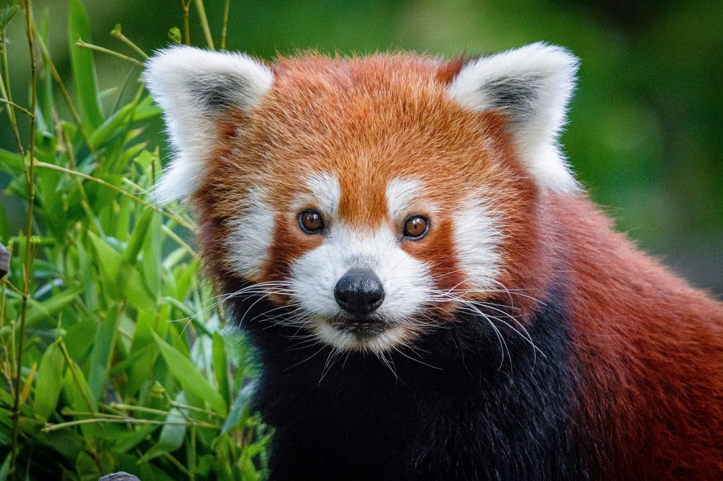 Panda Jang ist endlich wieder zurück im Duisburger Zoo.