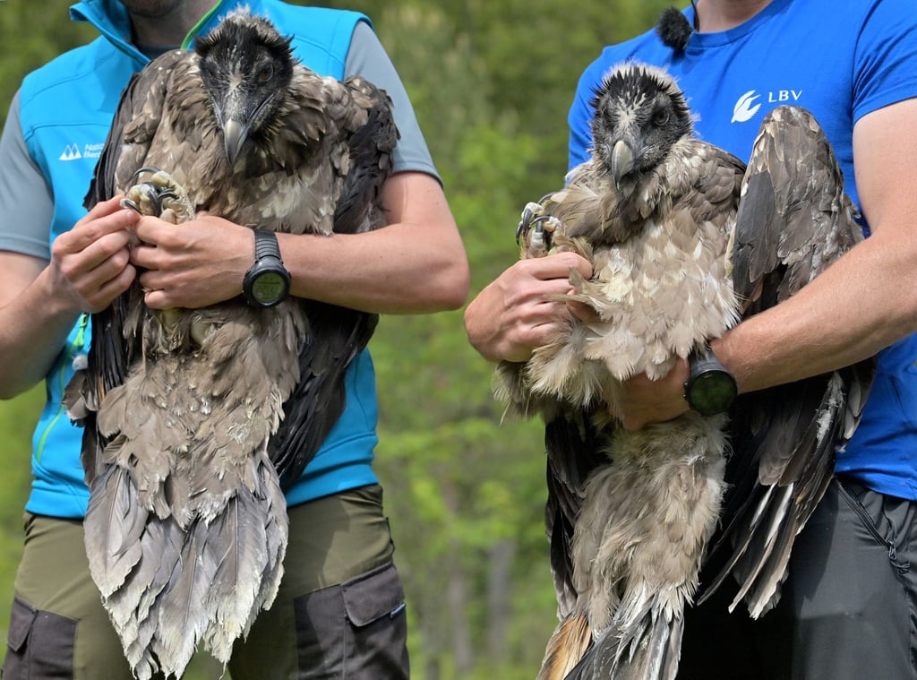 Die Bartgeierweibchen "Wally" (l) und "Bavaria" (r) werden vor ihrem Transport gezeigt, bevor sie zum Knittelhorn transportiert werden.