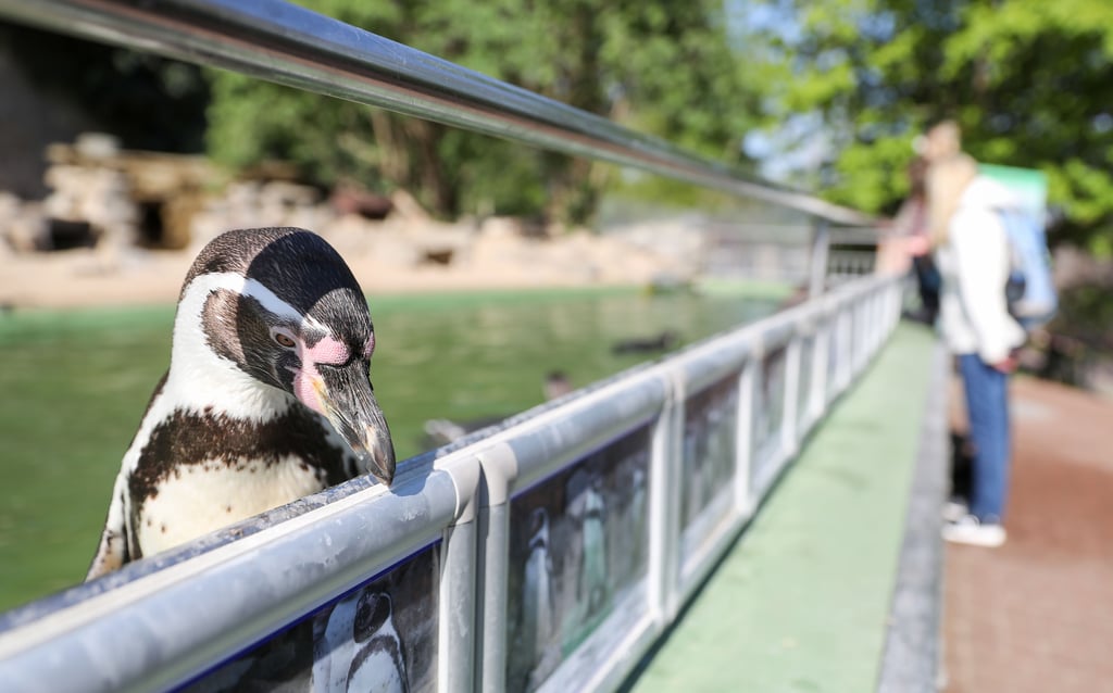 Aufgrund der Corona-Beschränkungen hatte auch der Bergzoo in Halle mit schwindenden Besucherzahlen zu kämpfe.