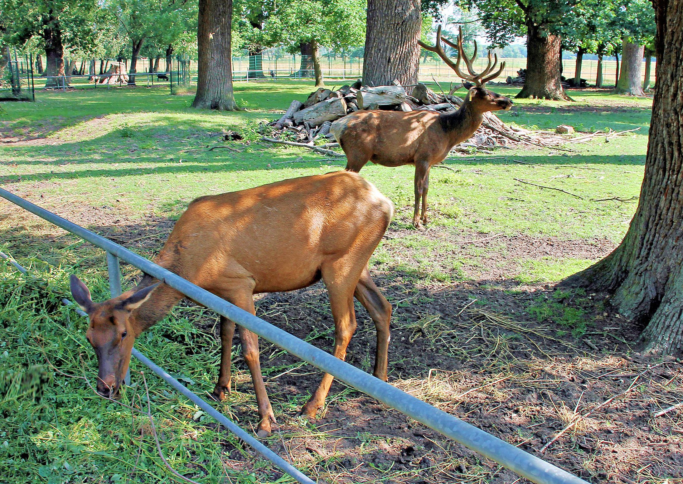 Grünfutter für die Wapitis: Die frisch gemähte Luzerne schmeckt den großen Hirschen richtig gut. 