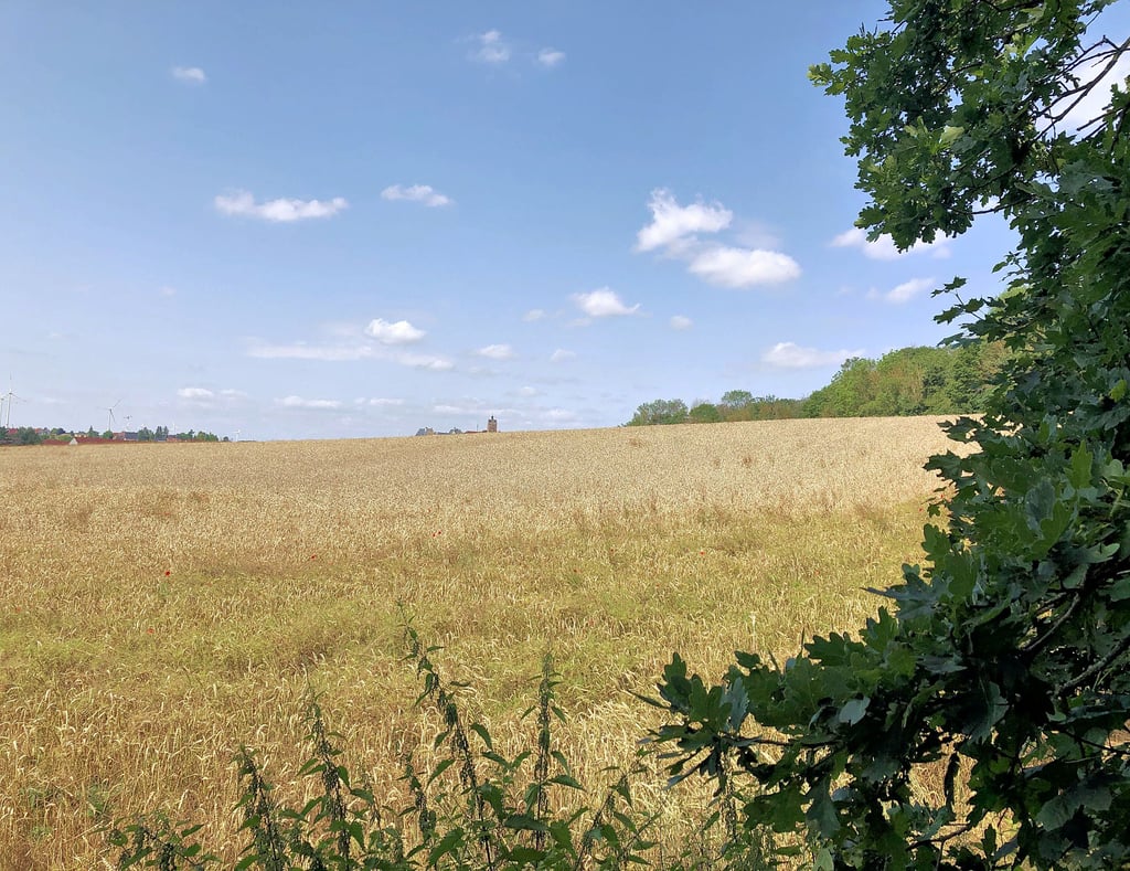 Das geplante Wohngebiet am Hagenberg am östlichen Stadtrand von Allstedt - mit Blick zu Burg und Schloss.