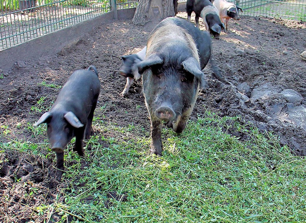 Auch Sattelschwein Olivia mit ihren Jungen freut sich über das Grünfutter aus eigener Herstellung.