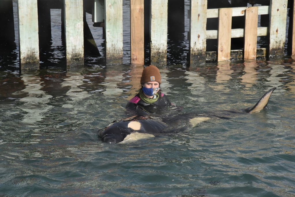 Das Orca-Baby hat seine Familie verloren.