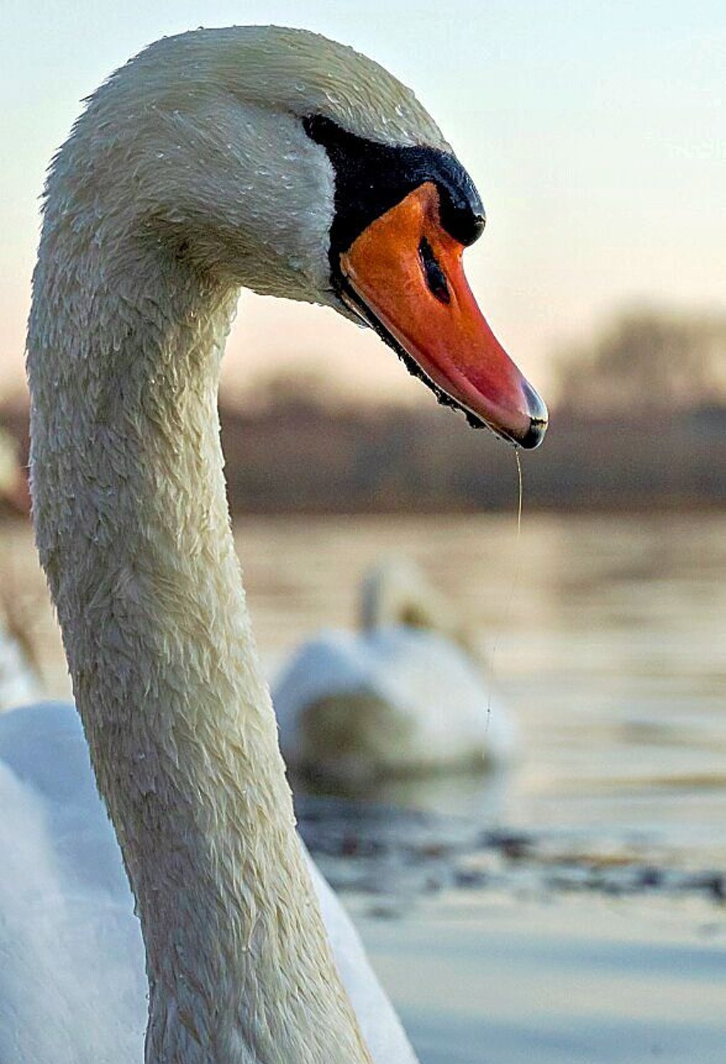 Ein Schwan mit einer Angelschnur, die aus seinem Schnabel hängt.