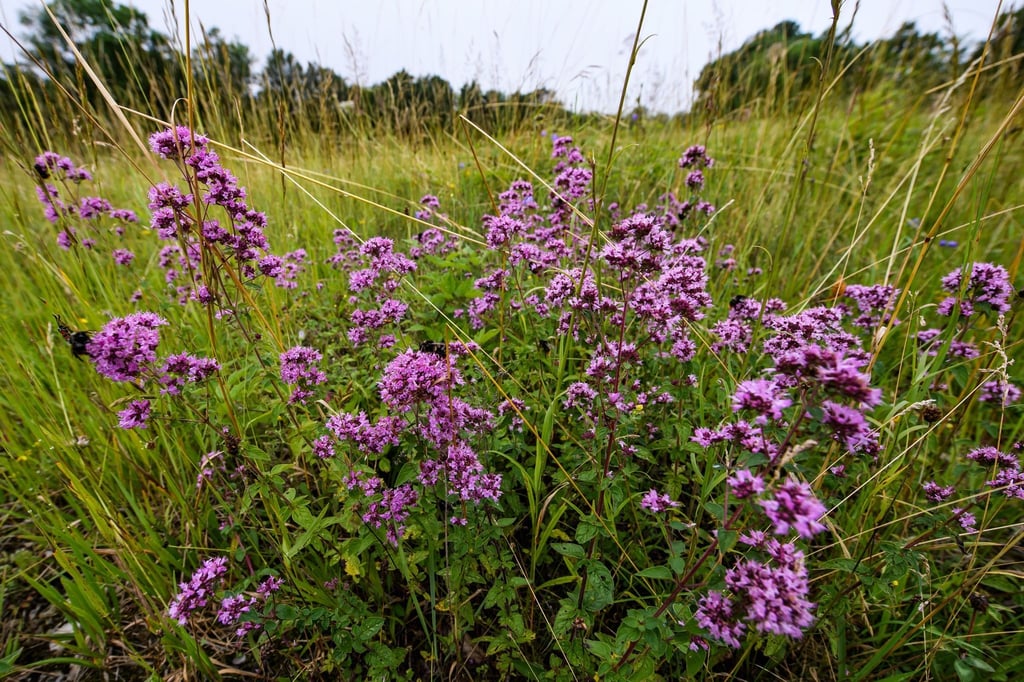 Eine Magerwiese blüht am ehemaligen Kolonnenweg der innerdeutschen Grenze.