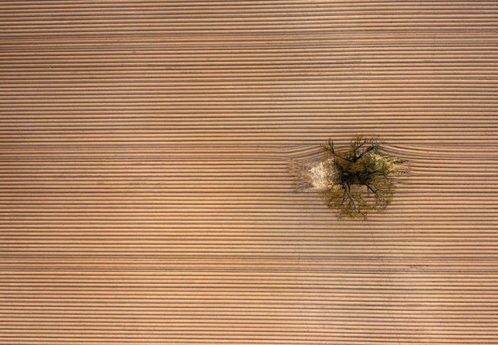 Ein einziger Baum steht inmitten eines frisch angelegten, riesigen Kartoffelackers am Rande der Wetterau.