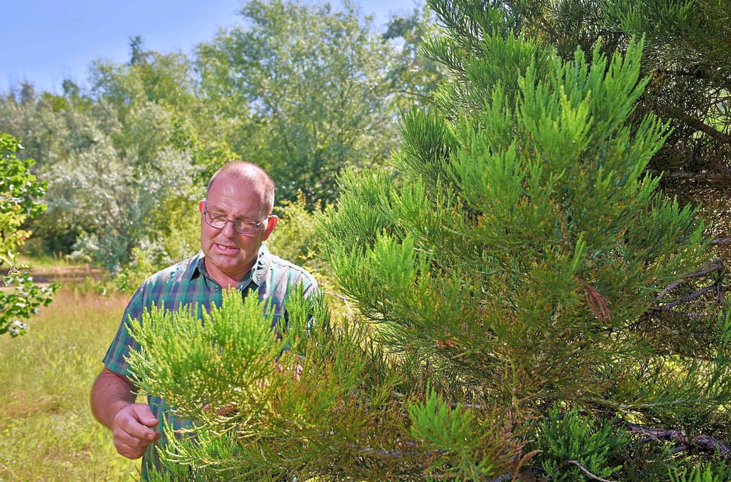 Uwe Häfker in der Goitzsche: Pflanzen werden vom Regen kräftig angegossen.