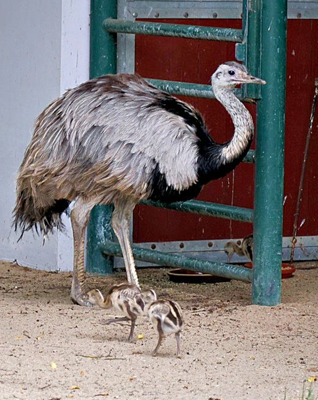 Nandu-Nachwuchs im Tiergarten: Der Hahn betreibt die Brutpflege.